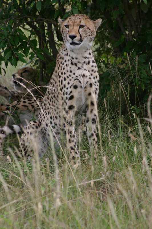 Cheetah Sighting